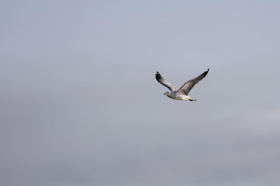 Free Image of Seagull Flying in the Sky on a Cloudy Day 