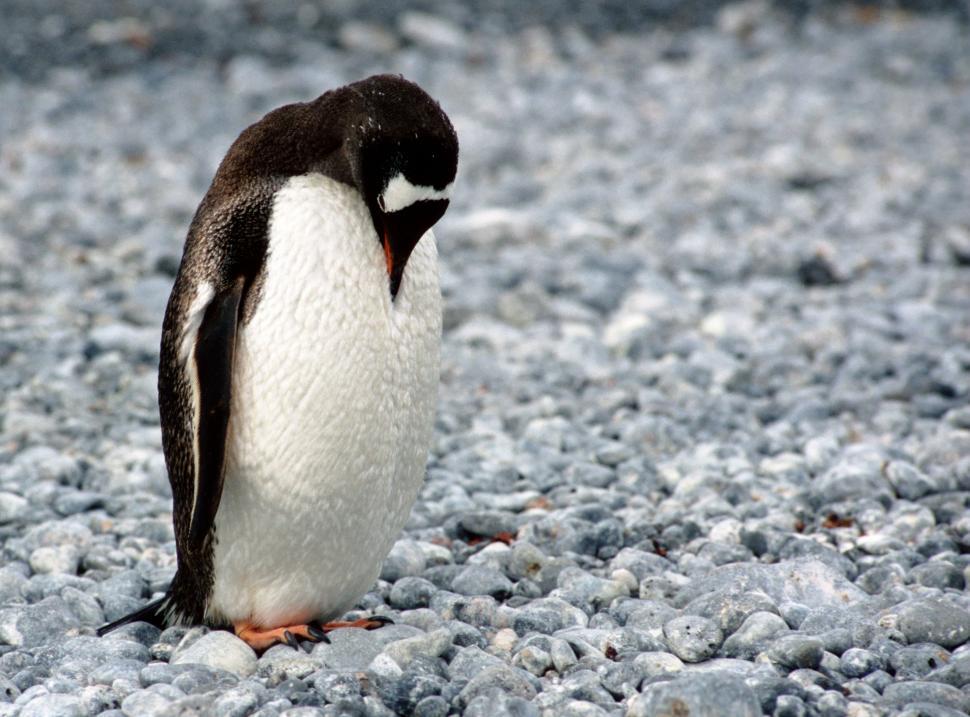 Free Image of Penguin Standing on Rocks and Gravel 