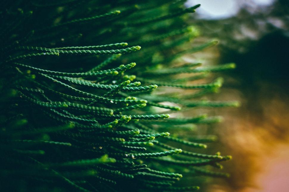 Free Image of Close Up of a Pine Tree With Blurry Background 