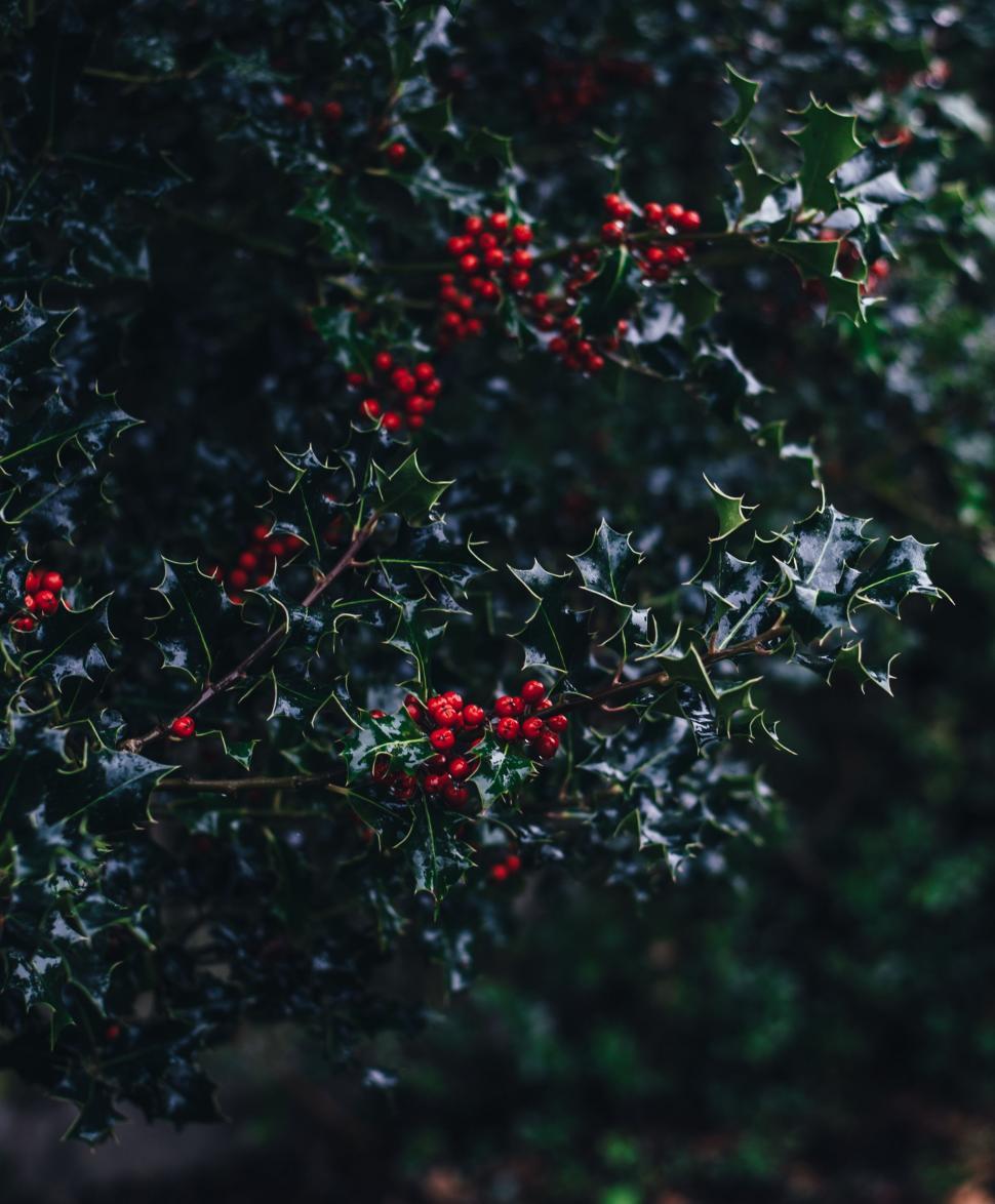Free Image of Bush With Red Berries and Green Leaves 