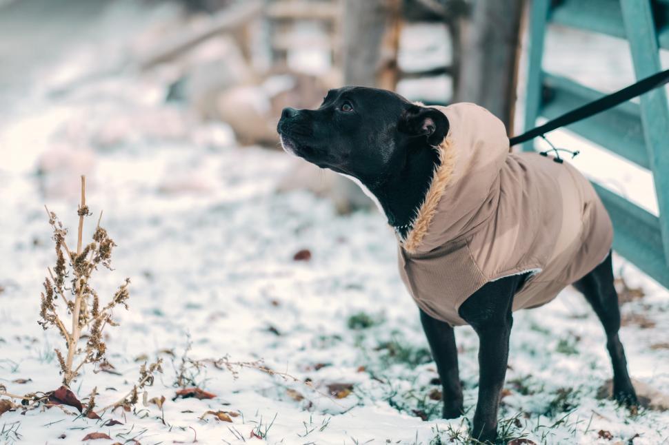 Free Image of Black Dog Wearing Tan Coat in Snow 