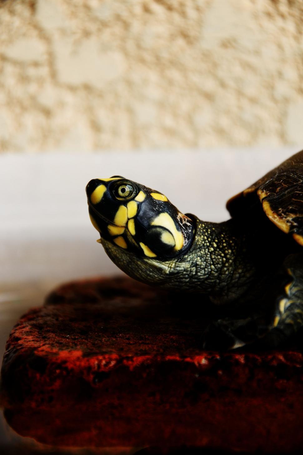 Free Image of Small Turtle Sitting on Top of a Piece of Wood 