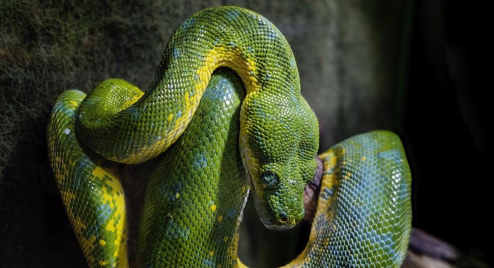 Free Image of Green Snake Curled Up on Rock 