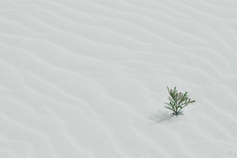Free Image of Small Tree Amid Snow Covered Field 