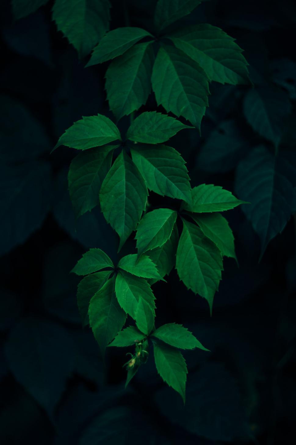 Free Image of Close-Up of a Green Leafy Plant 