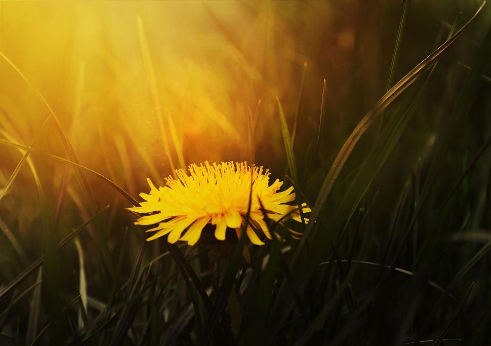Free Image of A Yellow Dandelion in a Grassy Field 