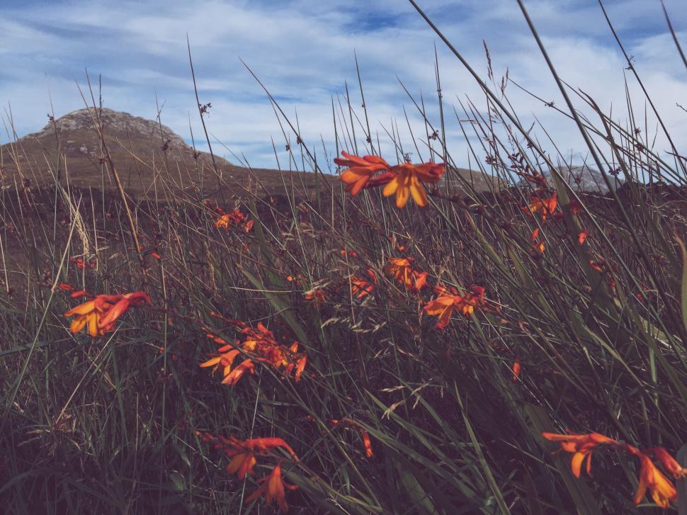 Free Image of Orange Flowers Field With Mountain Background 