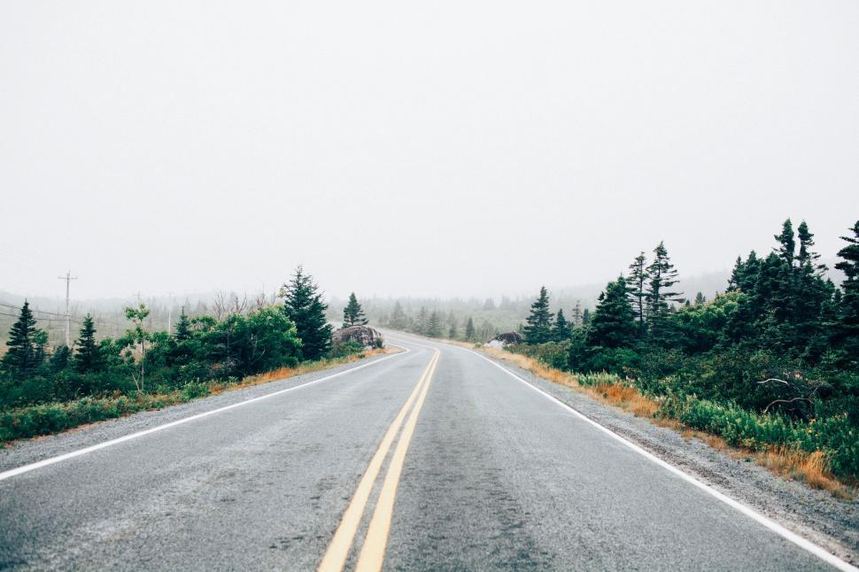 Free Image of Foggy Empty Road Surrounded by Pine Trees 