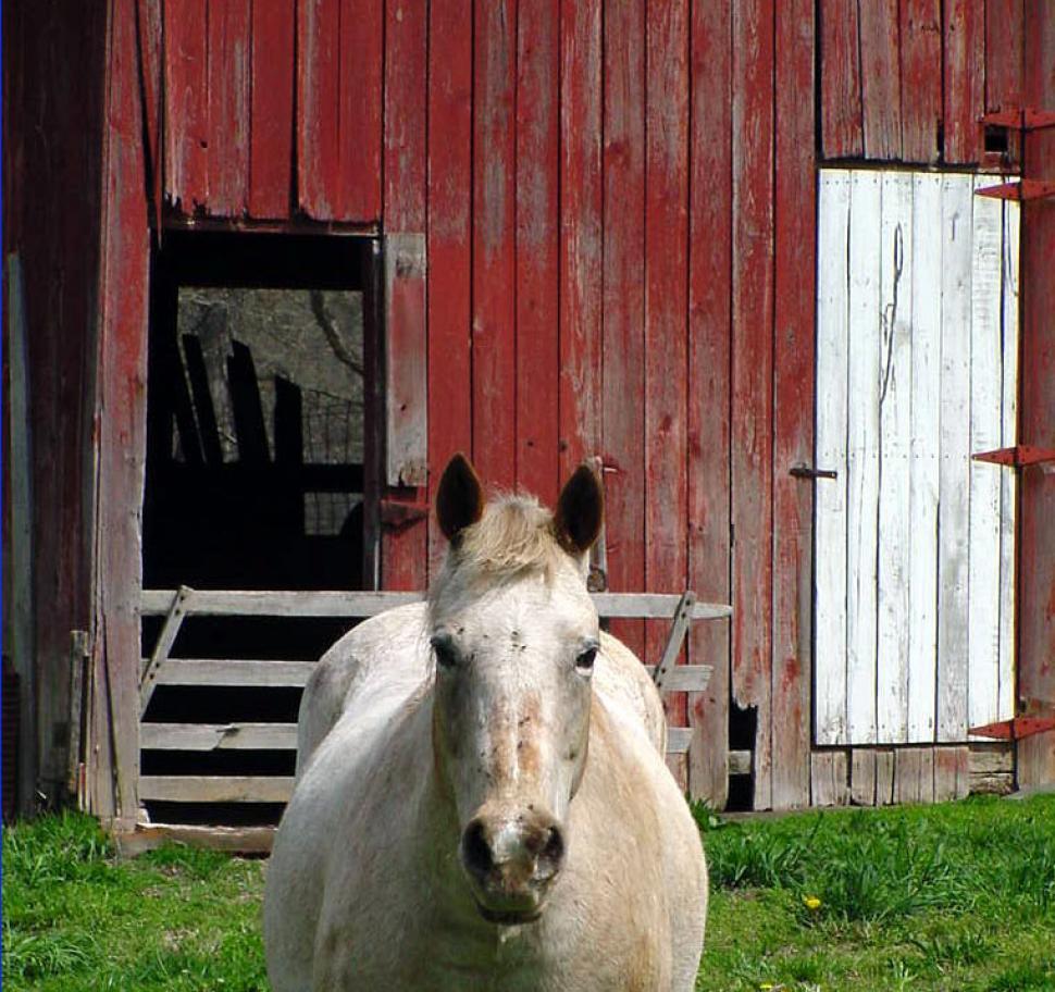 Free Image of Horse at the Red Barn 