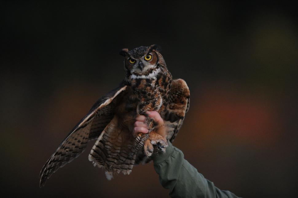 Free Image of Person Holding Owl in Hand 