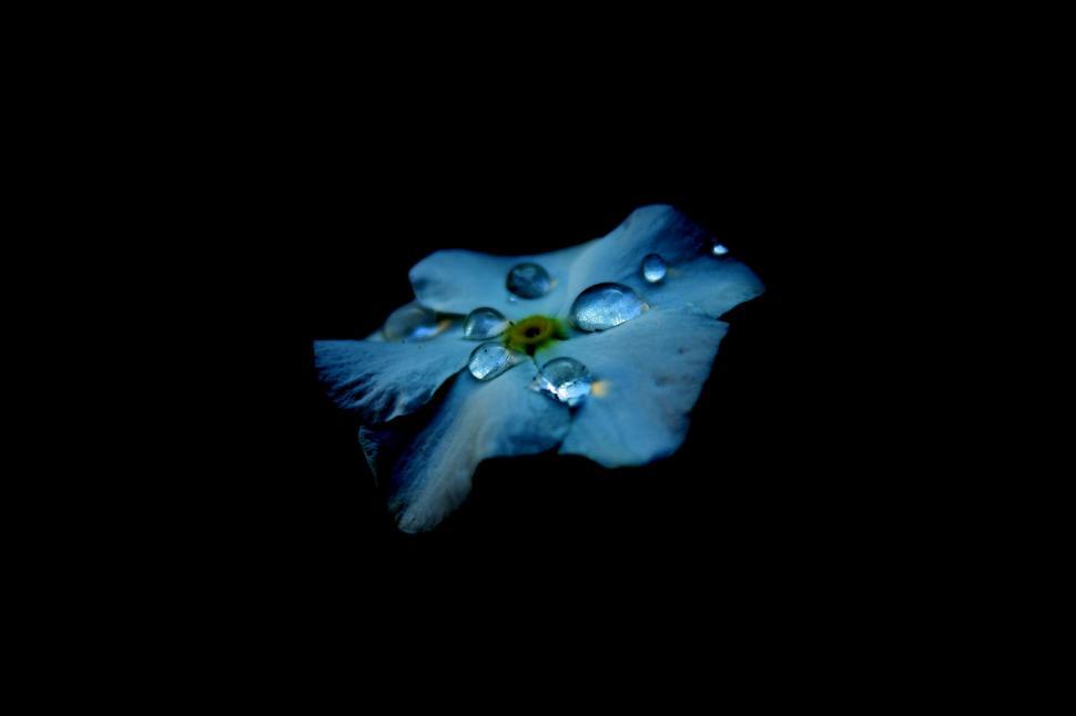 Free Image of Blue Flower With Water Droplets 