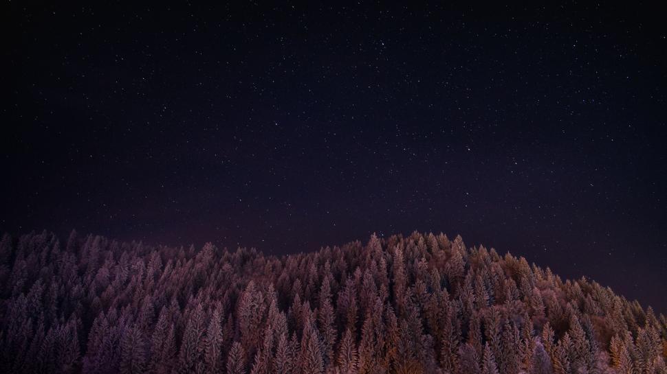 Free Image of Night Time View of Forest With Stars in Sky 
