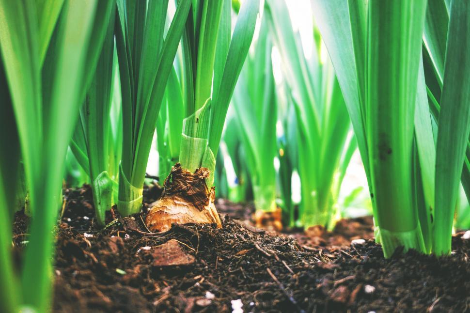 Free Image of Close Up of Green Grass Growing in Dirt 