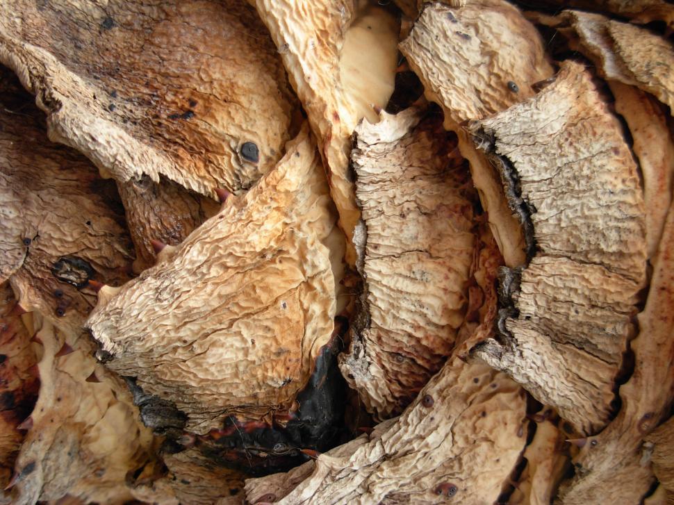 Free Image of Close Up of a Cluster of Wood 
