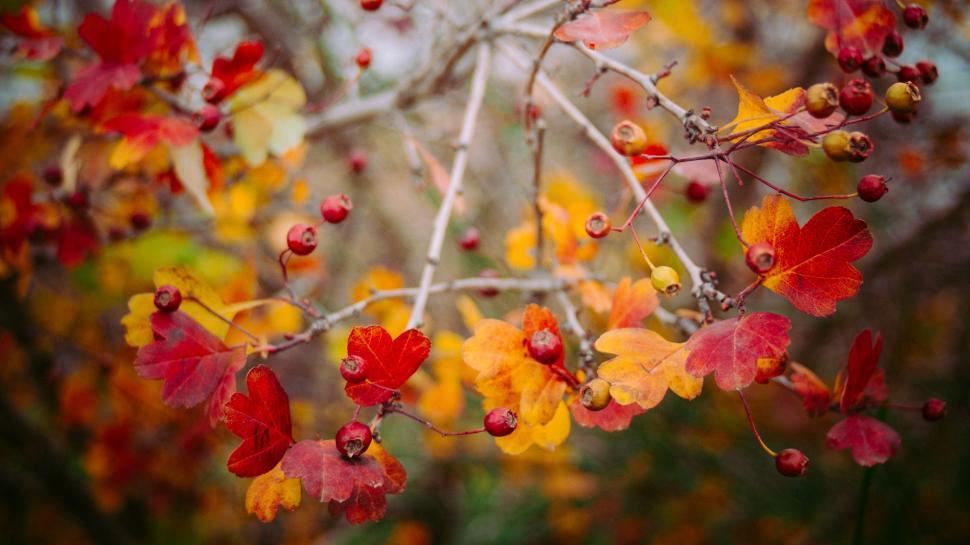 Free Image of Red and Yellow Leaves Covering Tree Branches 