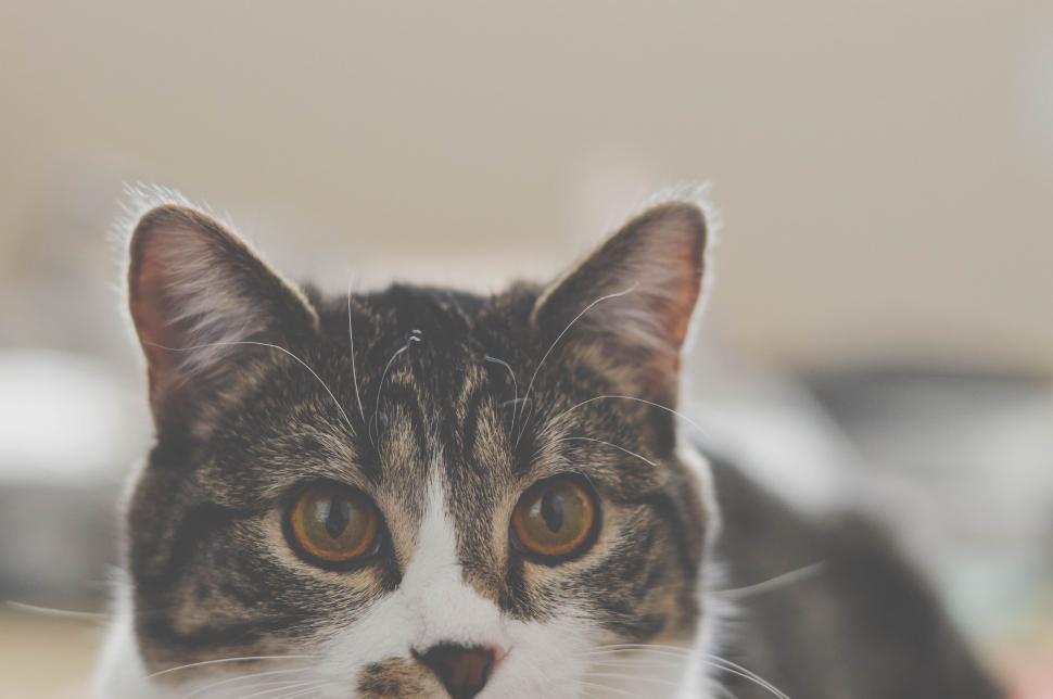 Free Image of Close Up of Cat With Blurry Background 