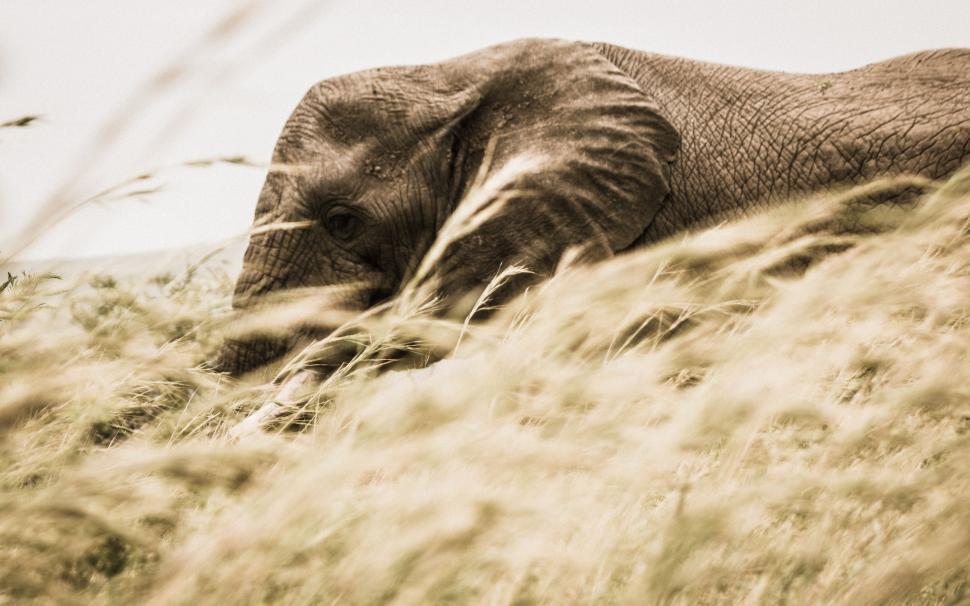 Free Image of Elephant Walking Through Tall Grass 