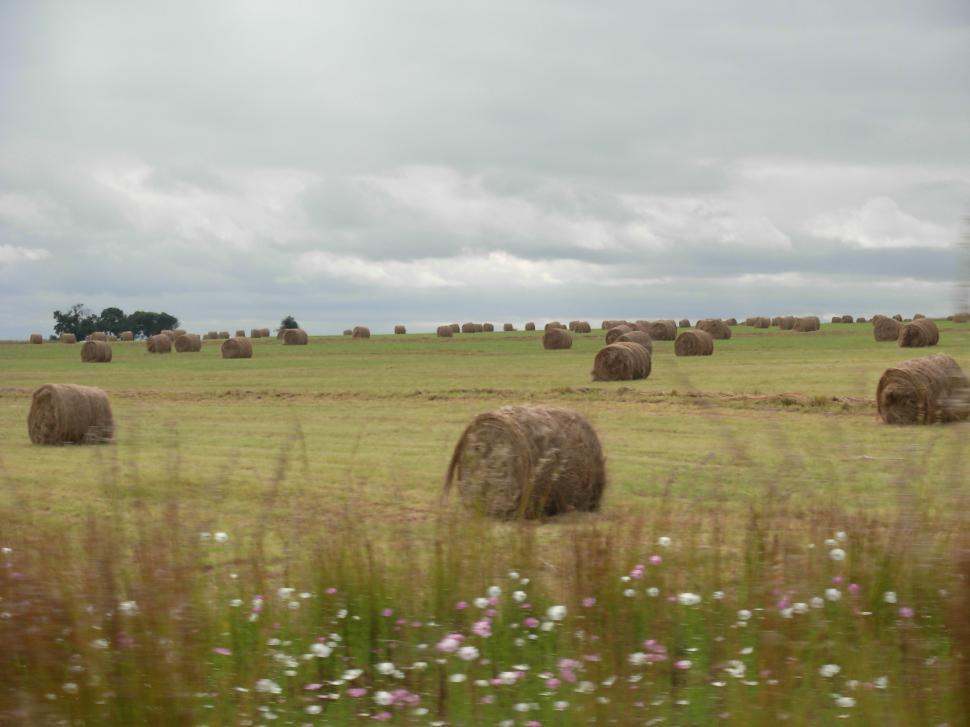 Free Image of Hay bales 
