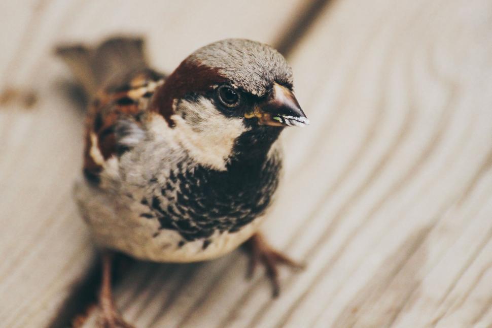 Free Image of Small Bird Perched on Wooden Floor 