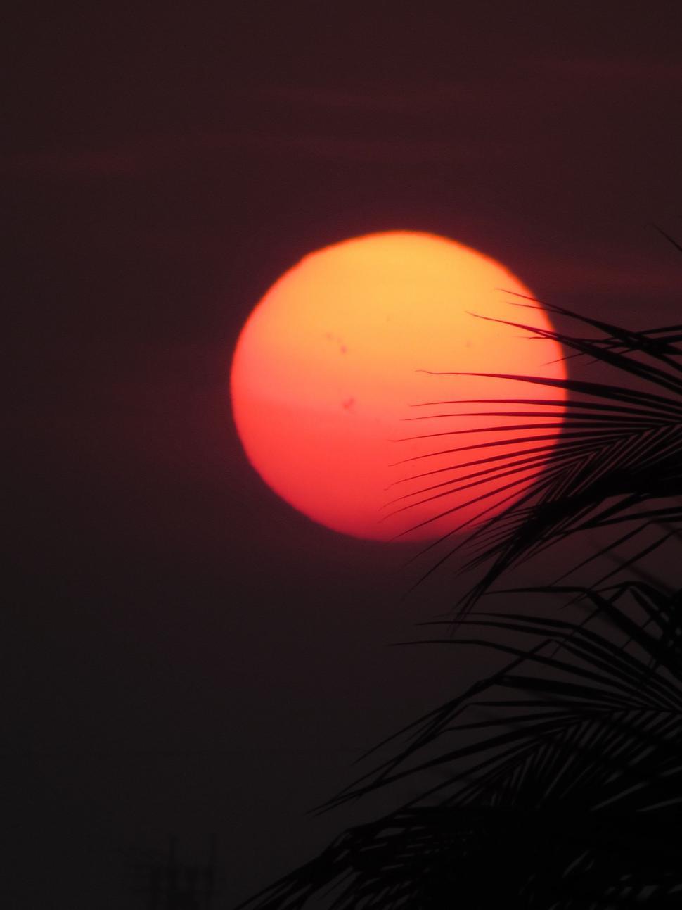 Free Image of Sun Setting Behind Palm Tree 