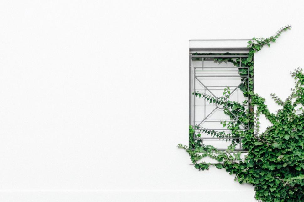 Free Image of A White Wall With a Window and a Plant Growing Out of It 