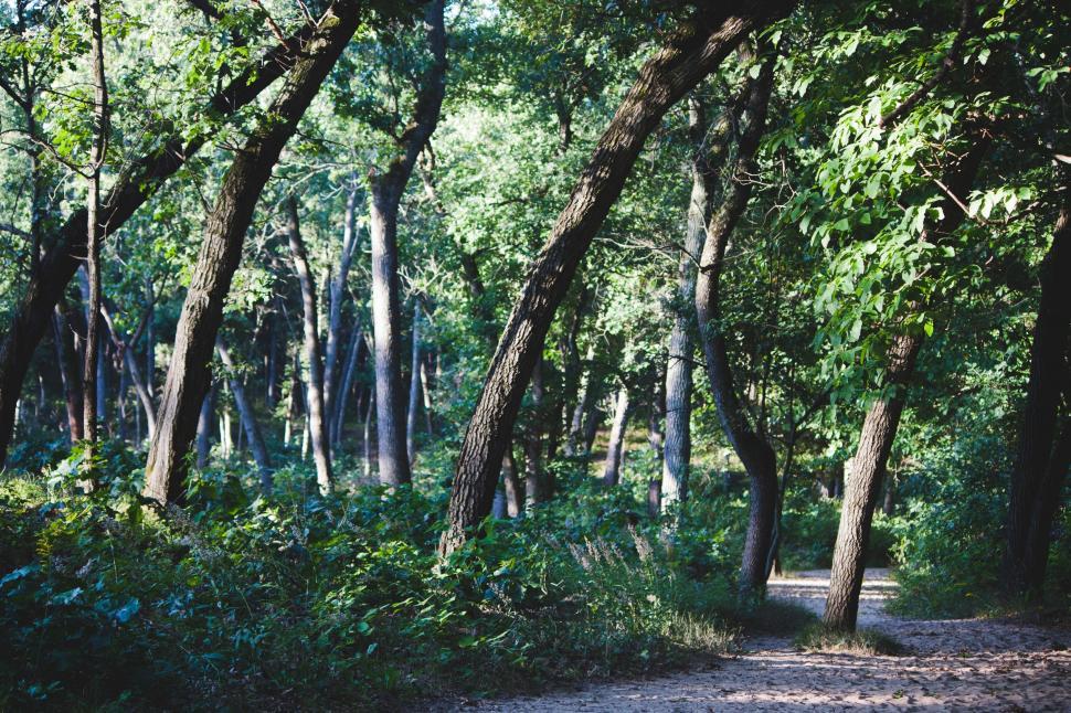 Free Image of Path Leading Through Dense Forest 