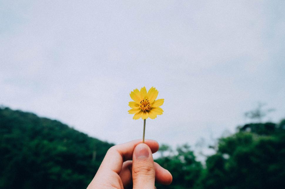 Free Image of Person Holding Yellow Flower in Hand 