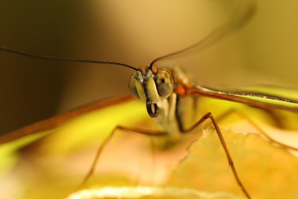Free Image of Close Up of Bug on Leaf 