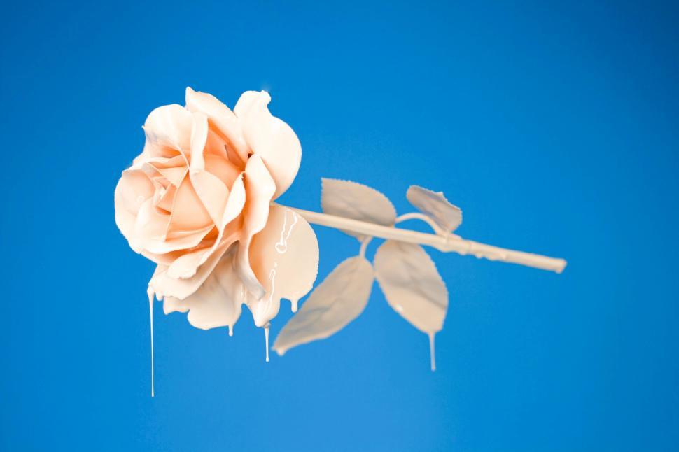 Free Image of A Single Rose Hanging From a Twig 