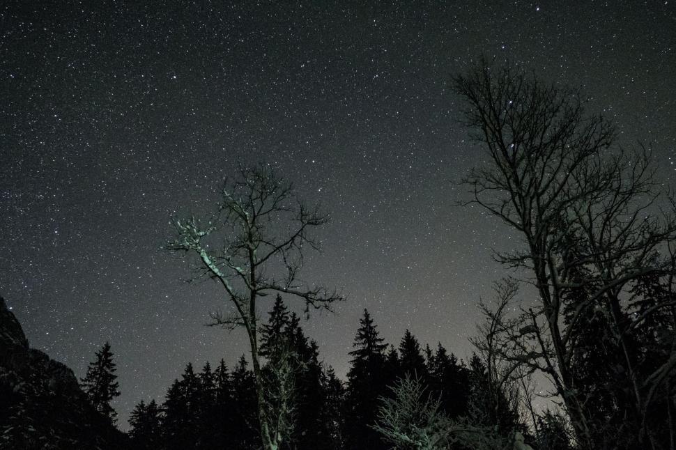 Free Image of Starry Night Sky Over Trees 