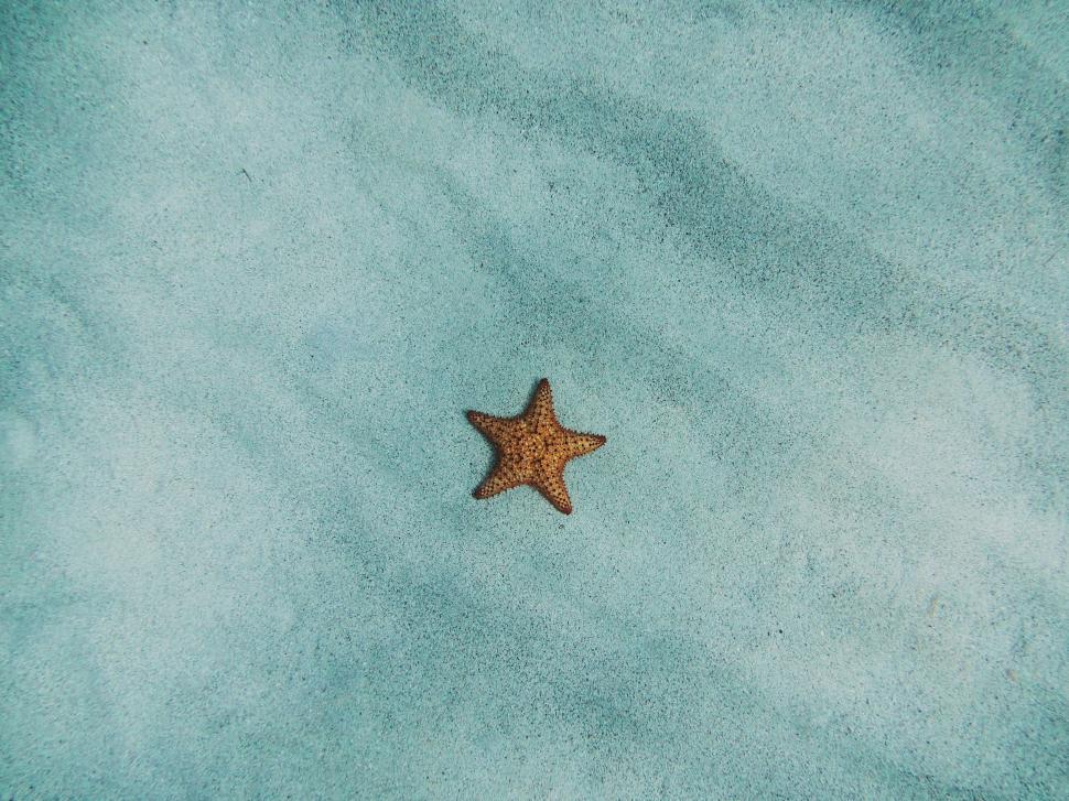 Free Image of Starfish Swimming in the Water 