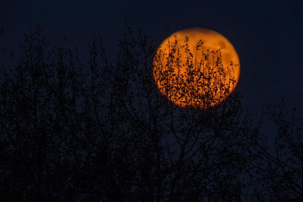 Free Image of moon moonrise glowing orange 