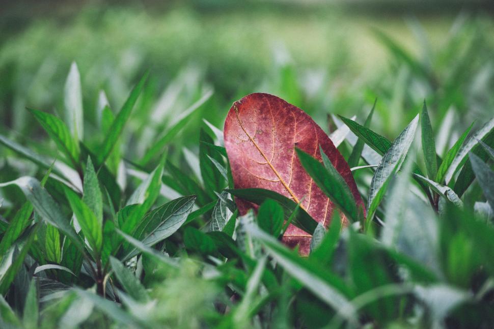 Free Image of Red Leaf Resting on Lush Green Field 