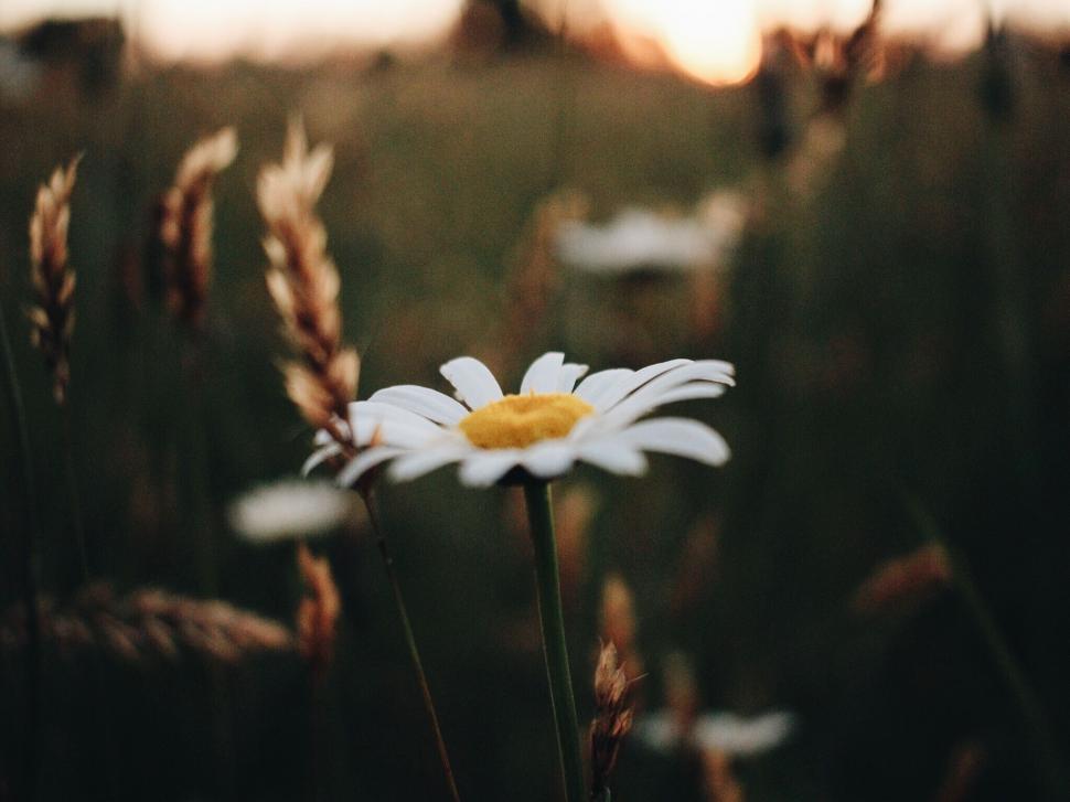Free Image of Close Up of a Daisy in a Field 