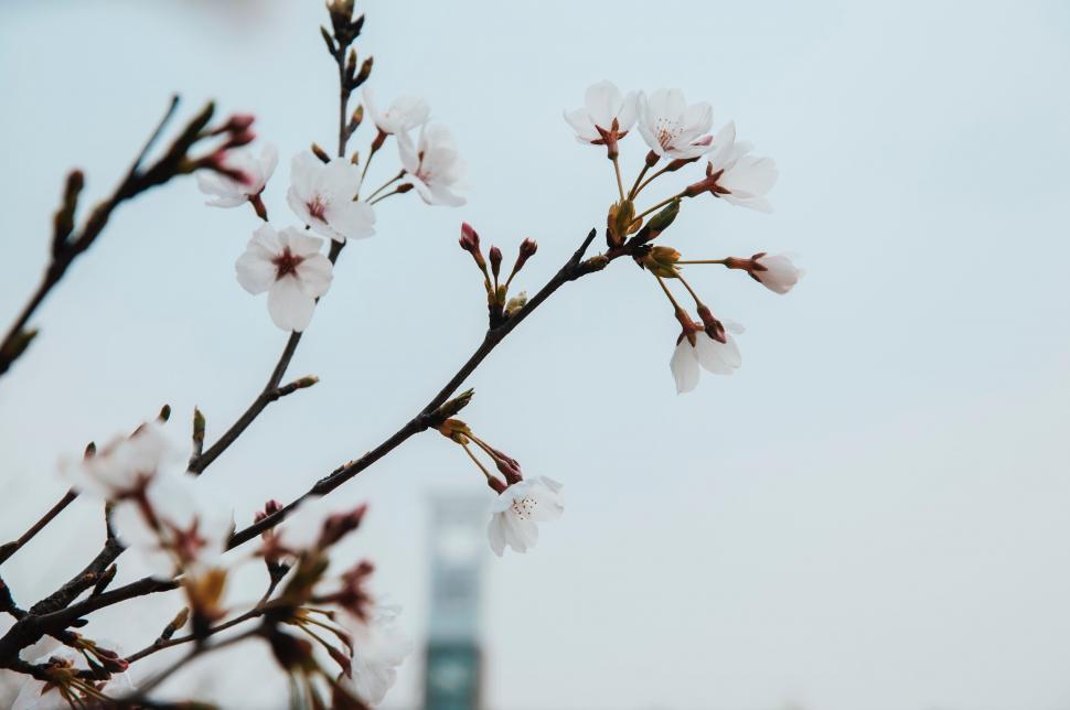 Free Image of Branch With White Flowers in Front of Tall Building 