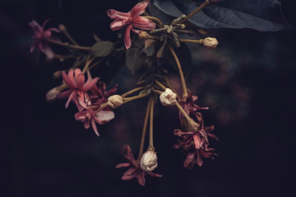 Free Image of Cluster of Flowers on a Branch 
