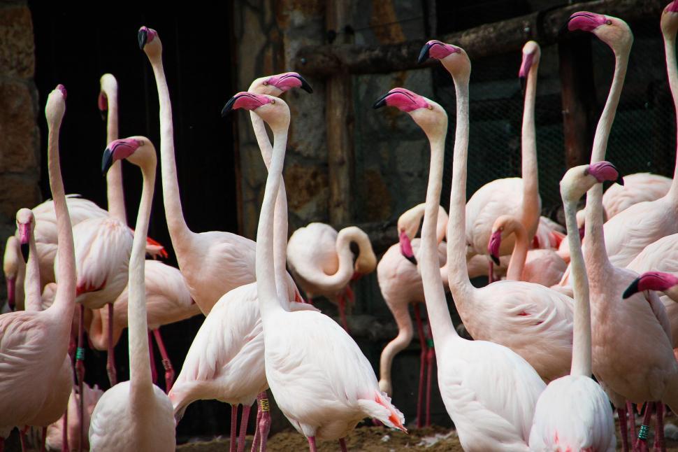 Free Image of A Group of Pink Flamingos Standing Together 