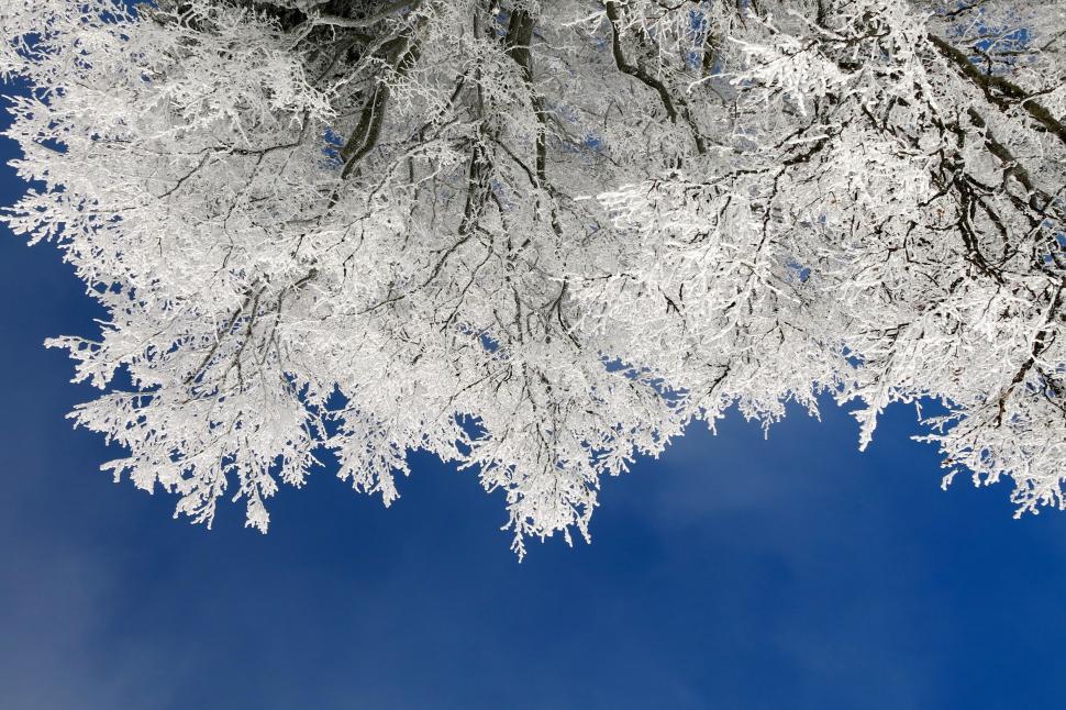 Free Image of Snow Covered Tree Against a Blue Sky 