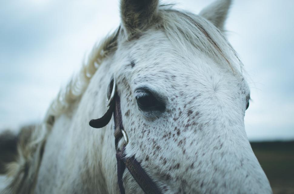 Free Image of Close Up of Horse With Sky Background 