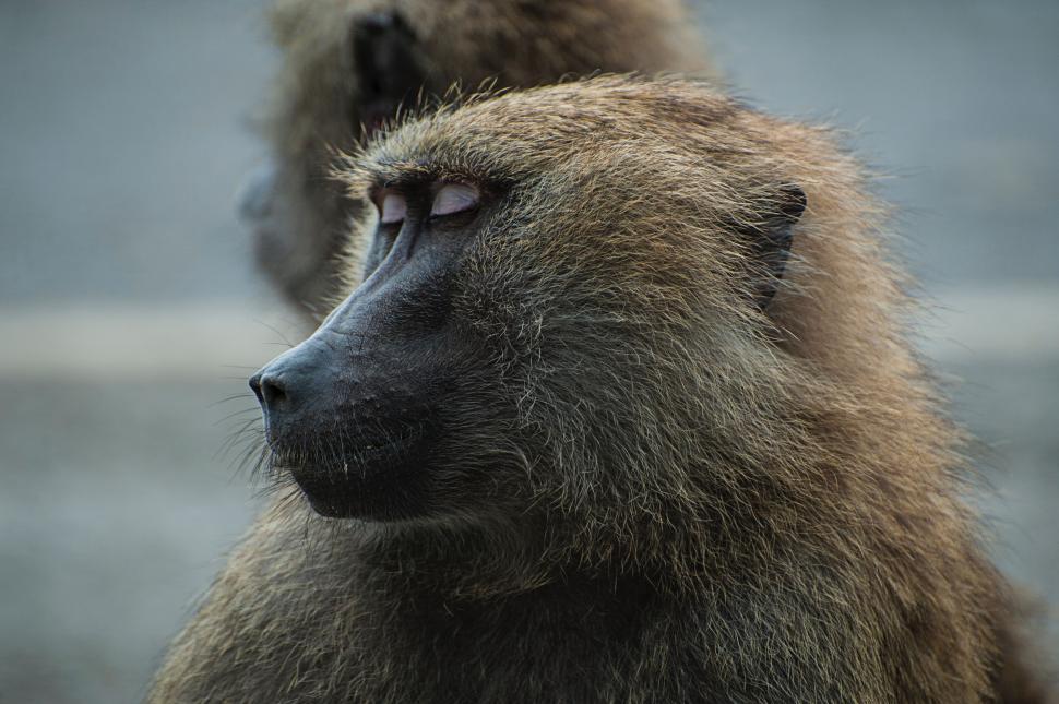 Free Image of Close Up of Monkey With Blurry Background 