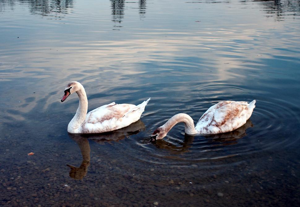 Free Image of Young swans 