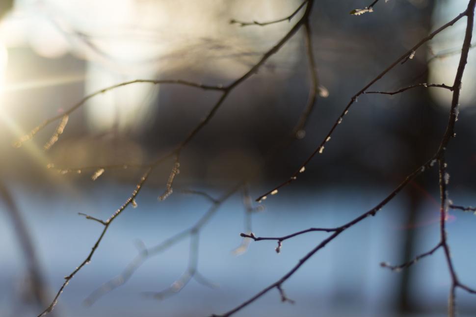 Free Image of Blurry Tree Branch With Water Background 