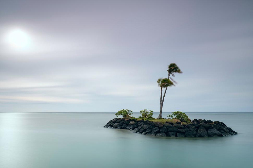 Free Image of Lone Palm Tree on Island in Ocean 