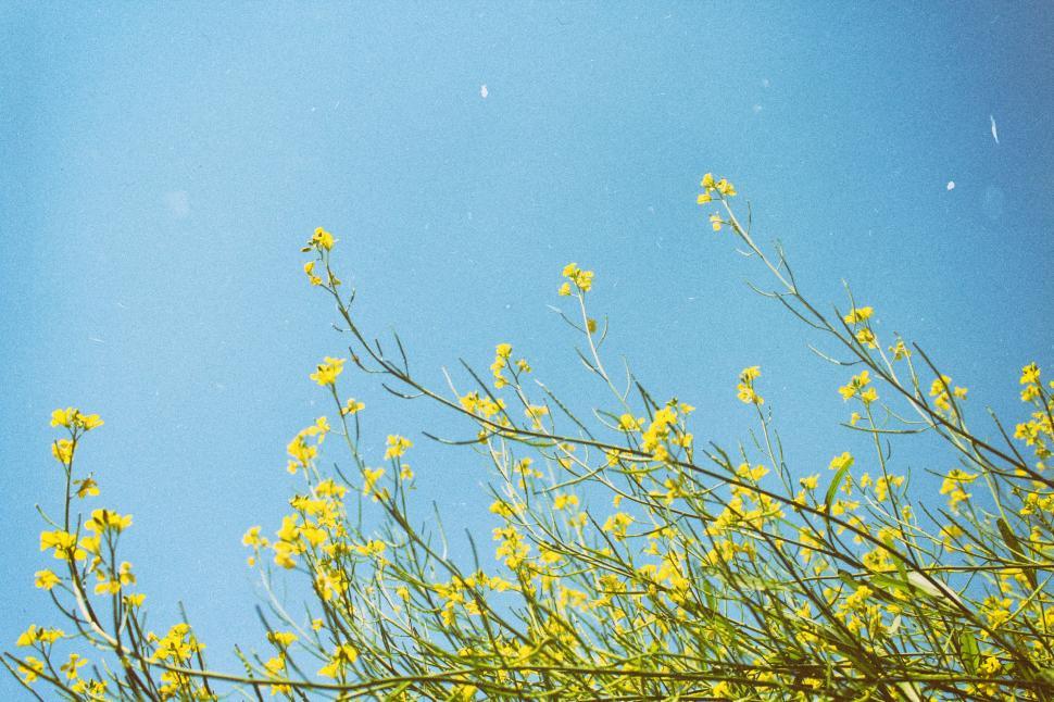 Free Image of Yellow Flowers Against Blue Sky With Plane 