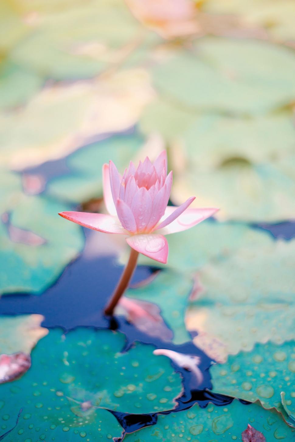 Free Image of Pink Water Lily on Green Lily Pad 