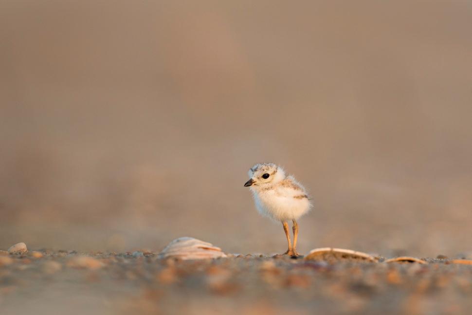 Free Image of Small White Bird Standing on Sandy Beach 