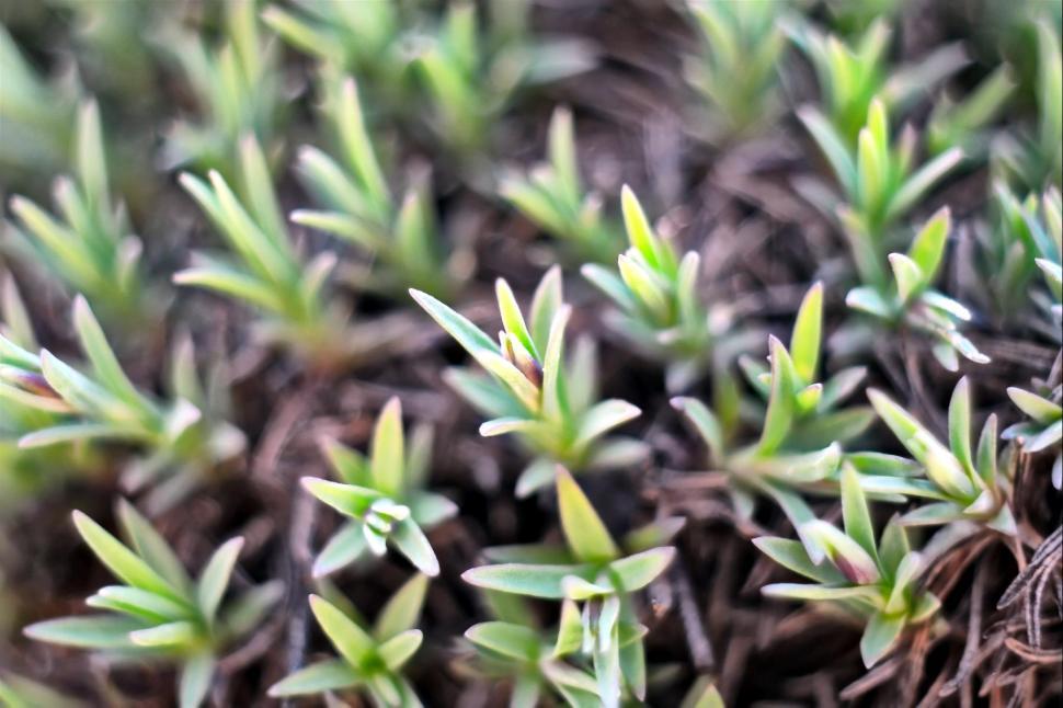 Free Image of Small plants 