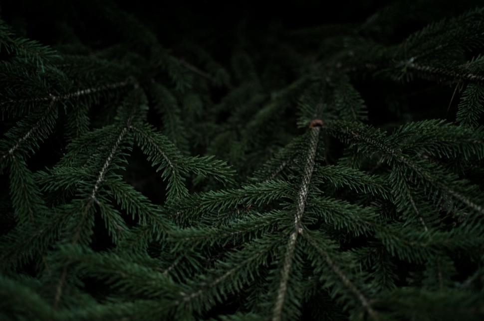 Free Image of Monochrome Pine Tree in Forest 