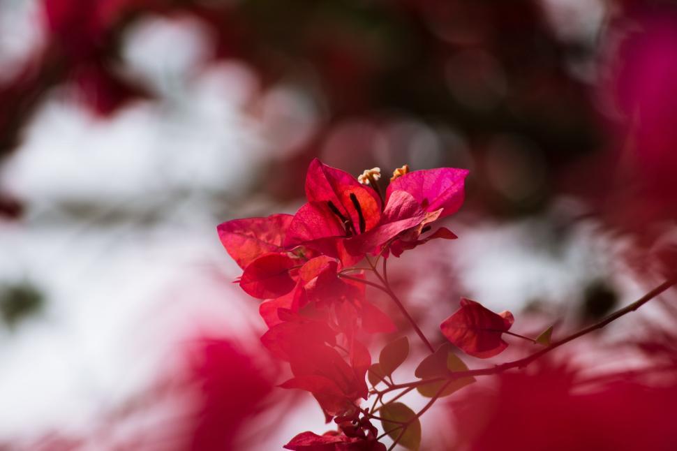 Free Image of Close Up of a Red Flower With Blurry Background 