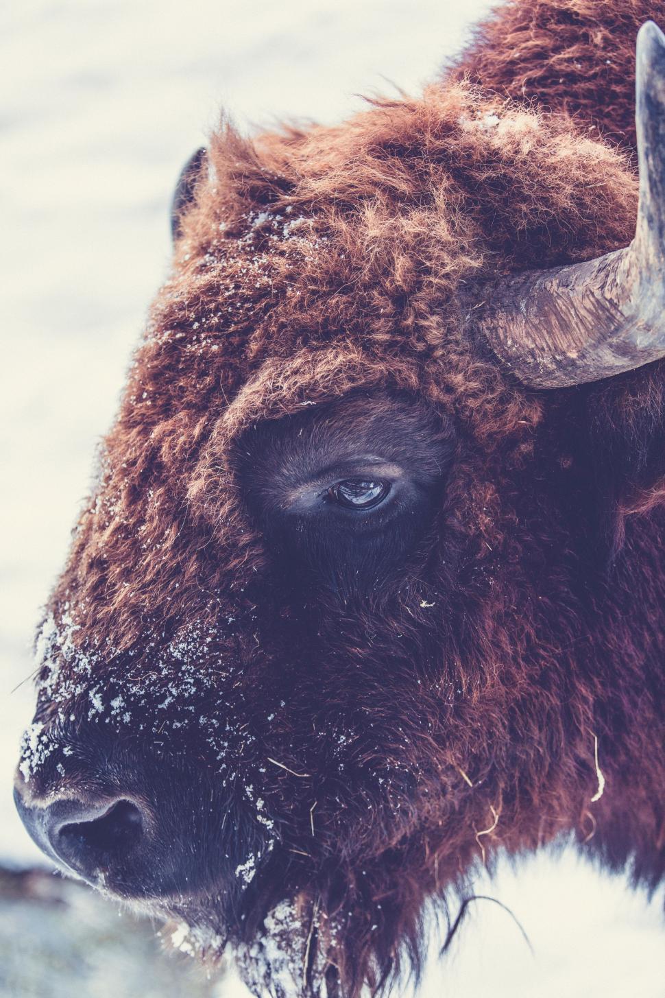 Free Image of Bison Close Up in Snow 